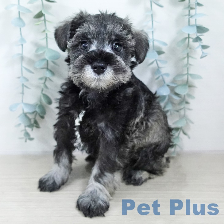 ミニチュア・シュナウザー