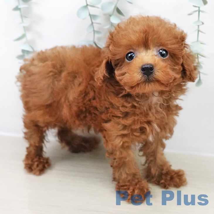 トイ・プードル