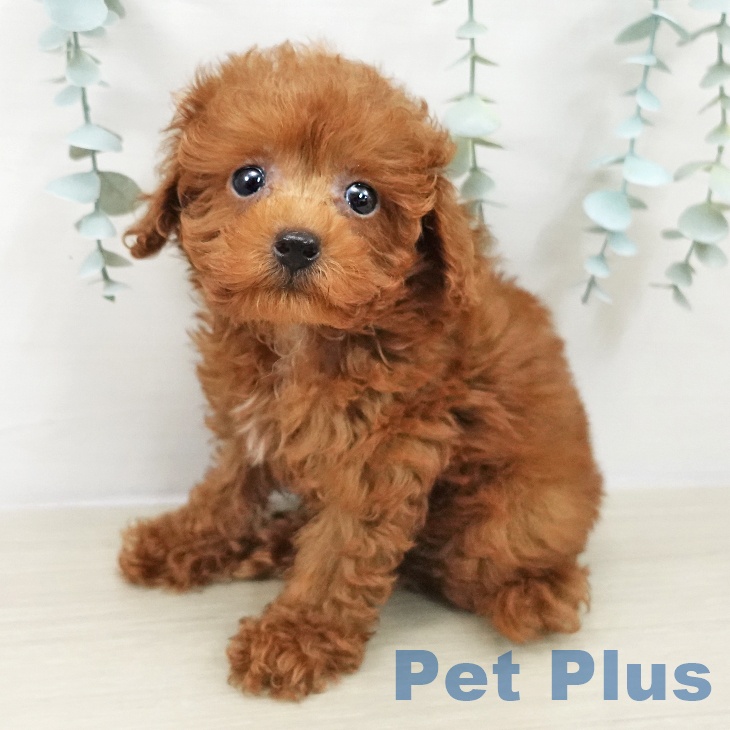 トイ・プードルの写真2