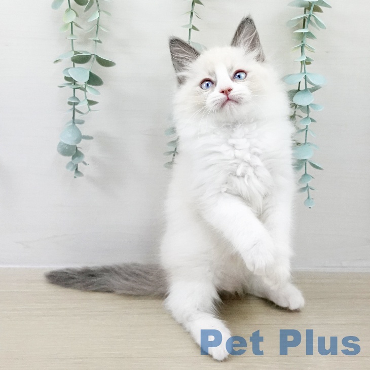 ラグドールの写真2