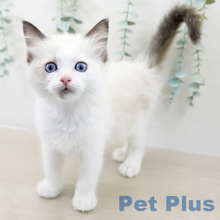 ラグドールの写真2