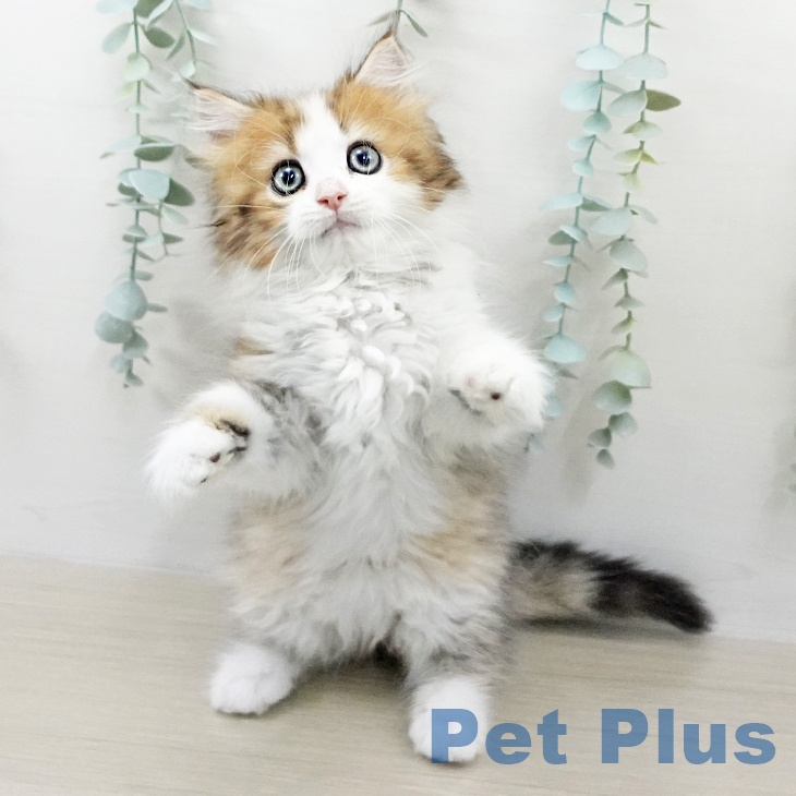 ミヌエットの写真2