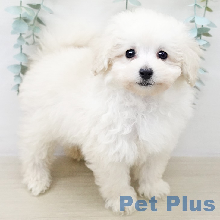 トイ・プードル