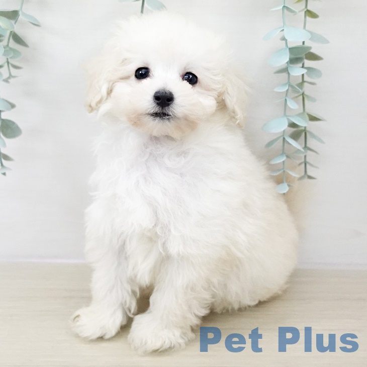 トイ・プードルの写真2