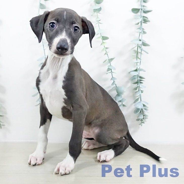 イタリアン・グレーハウンド