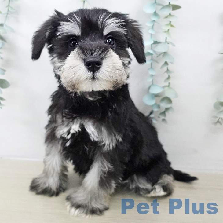 ミニチュア・シュナウザー