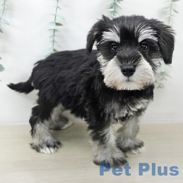 ミニチュア・シュナウザーの写真2