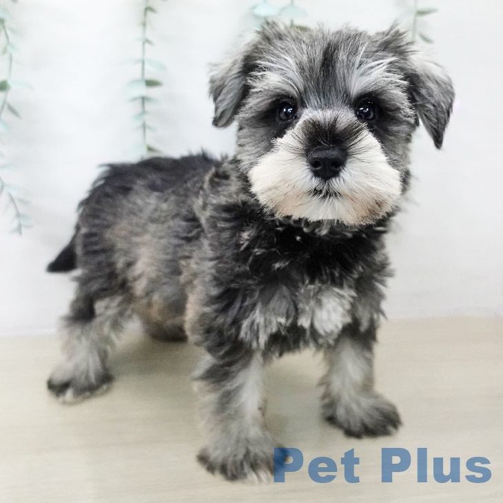 ミニチュア・シュナウザー