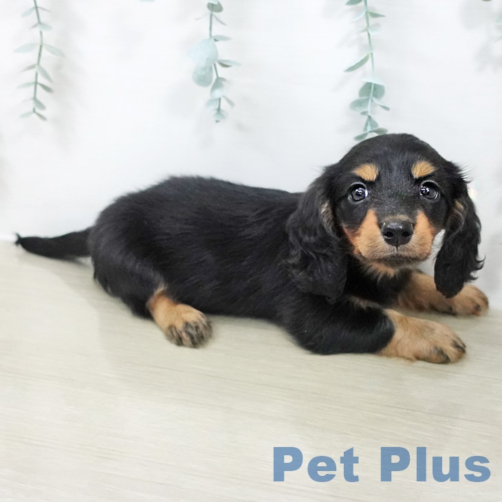 ミニチュア・ダックスフンド