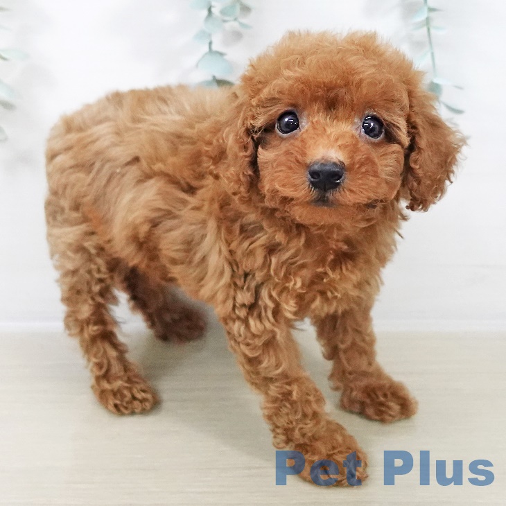 トイ・プードルの写真2