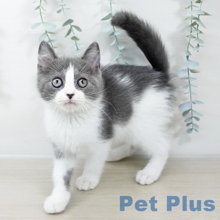 スコティッシュフォールド