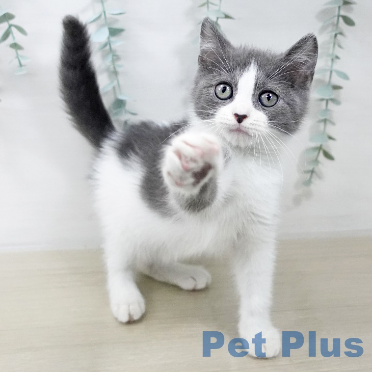 スコティッシュフォールドの写真2