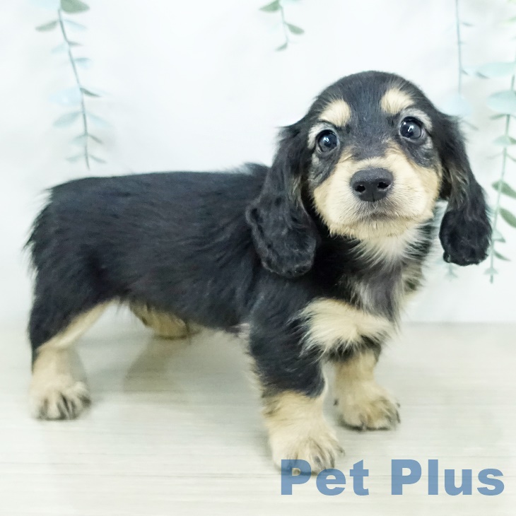 カニーンヘン・ダックスフンド