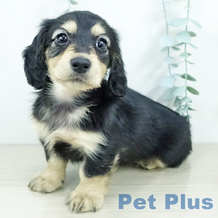 カニーンヘン・ダックスフンドの写真2