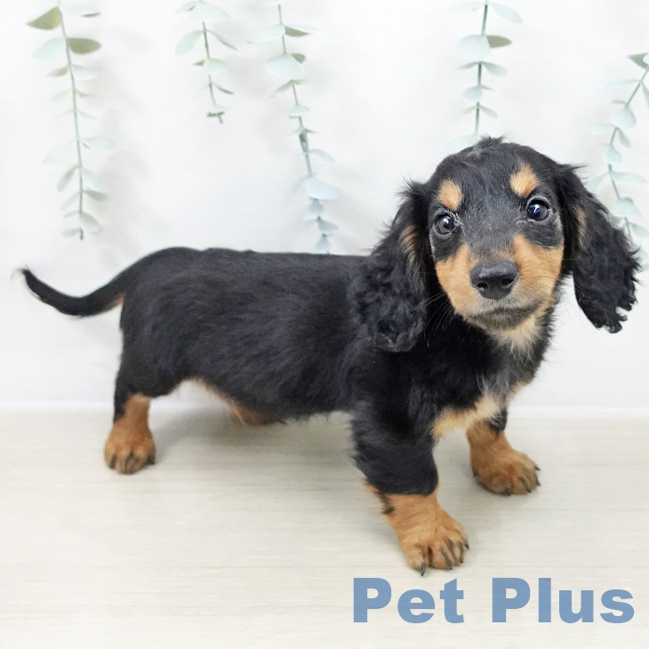 ミニチュア・ダックスフンド