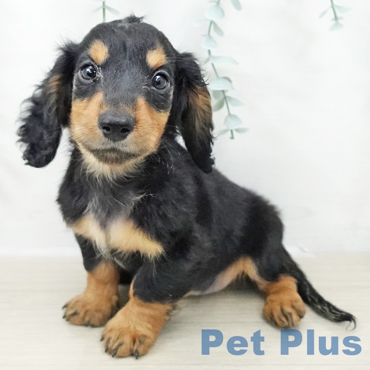 ミニチュア・ダックスフンドの写真2