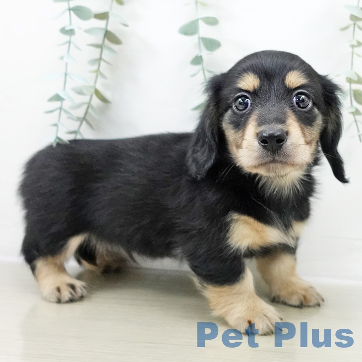 カニーンヘン・ダックスフンド