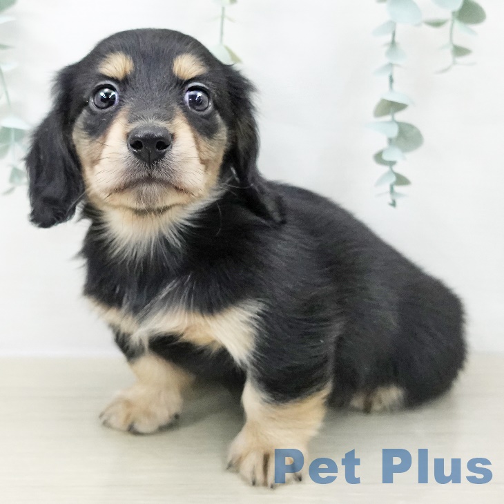 カニーンヘン・ダックスフンドの写真2