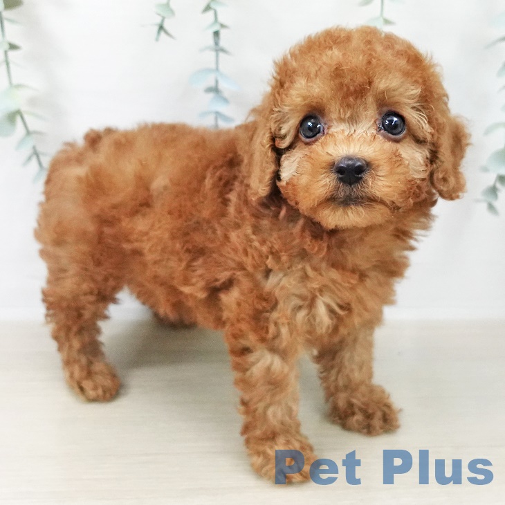 トイ・プードル