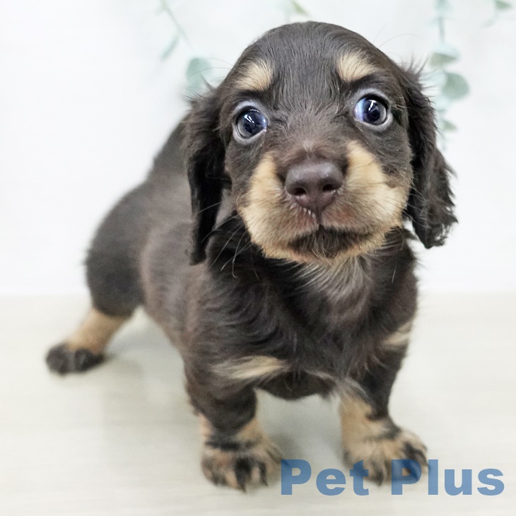 カニーンヘン・ダックスフンド