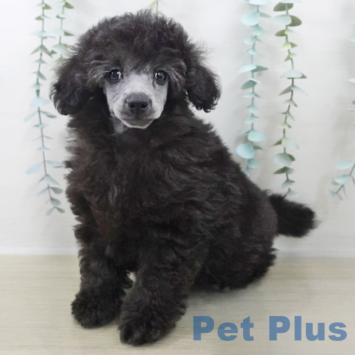 トイ・プードル