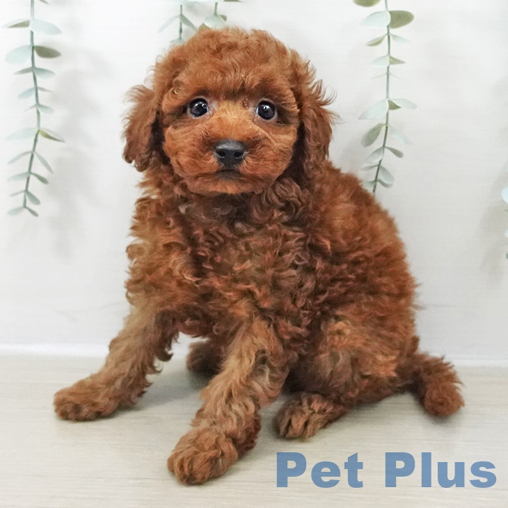 トイ・プードル