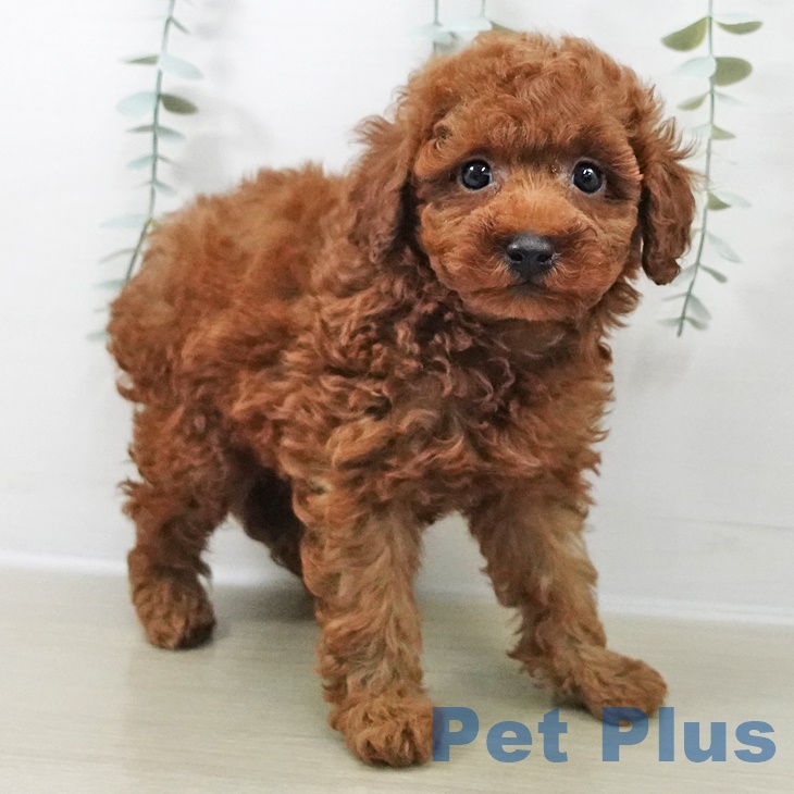 トイ・プードルの写真2