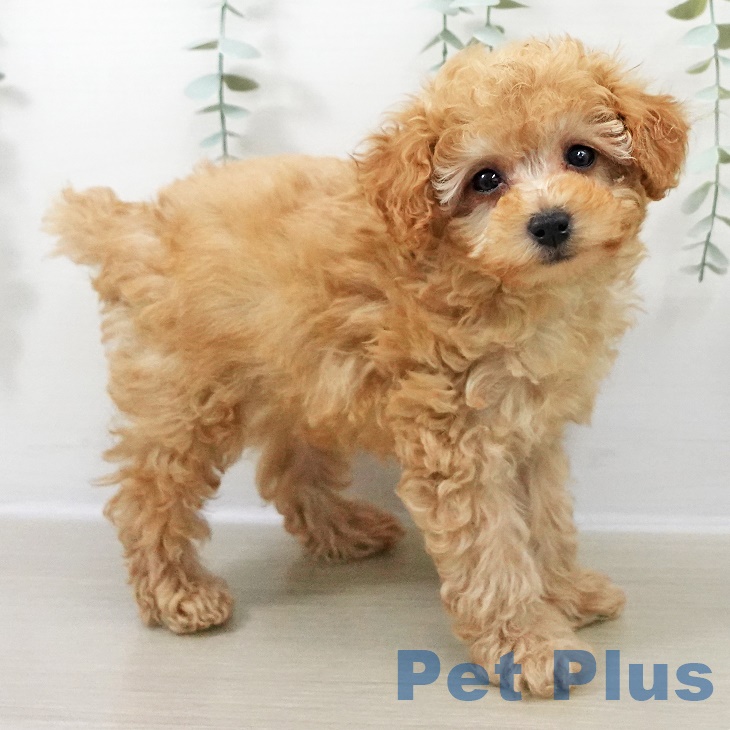 トイ・プードルの写真2