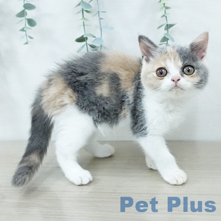 ブリティッシュショートヘア