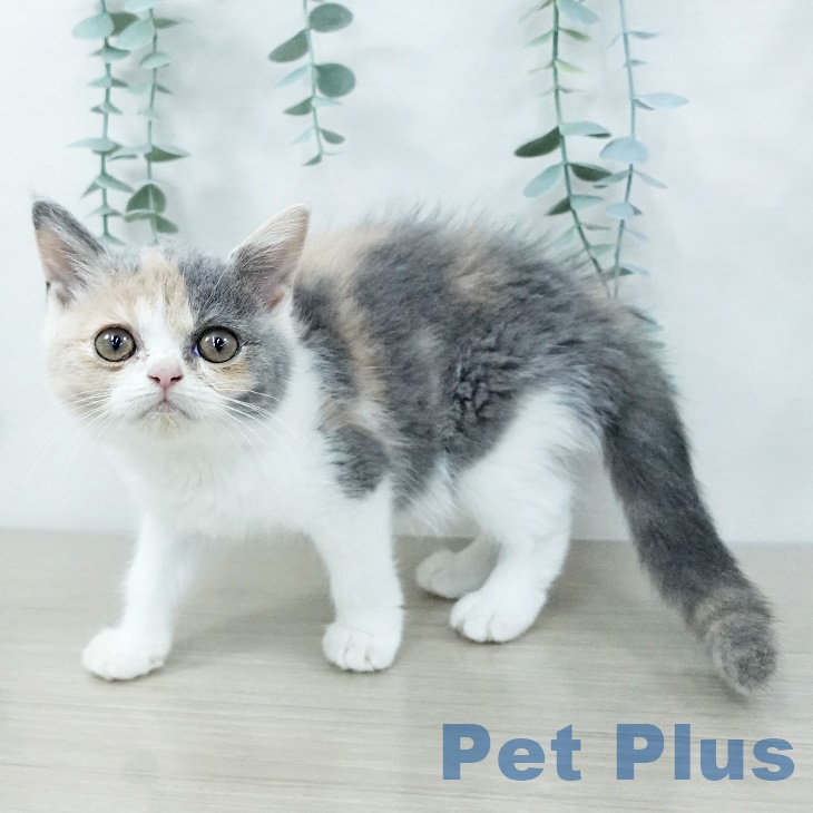 ブリティッシュショートヘア