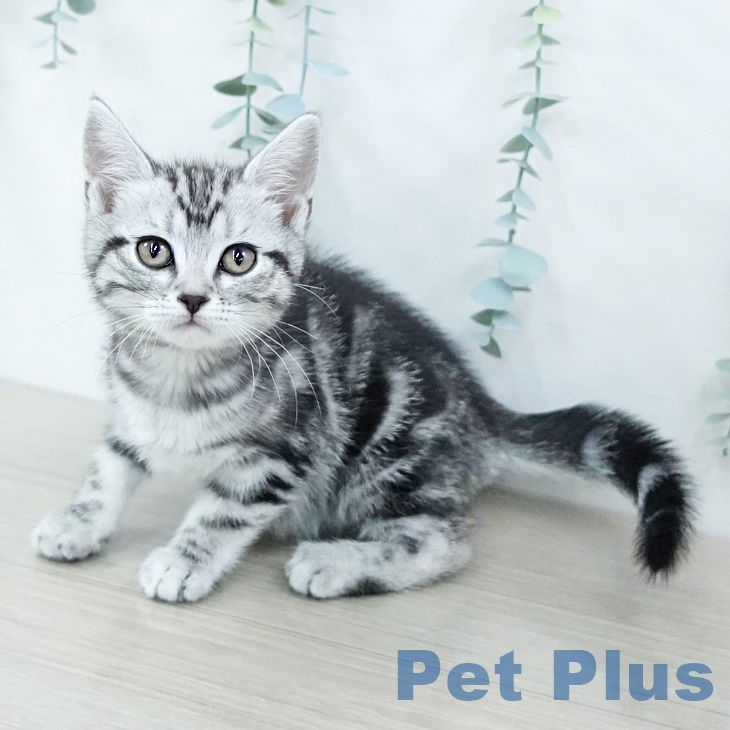 アメリカンショートヘア