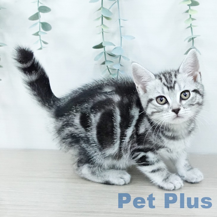 アメリカンショートヘアの写真2