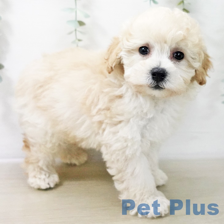 トイ・プードルの写真2