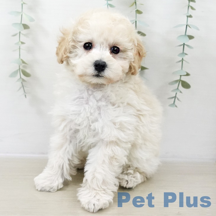 トイ・プードル