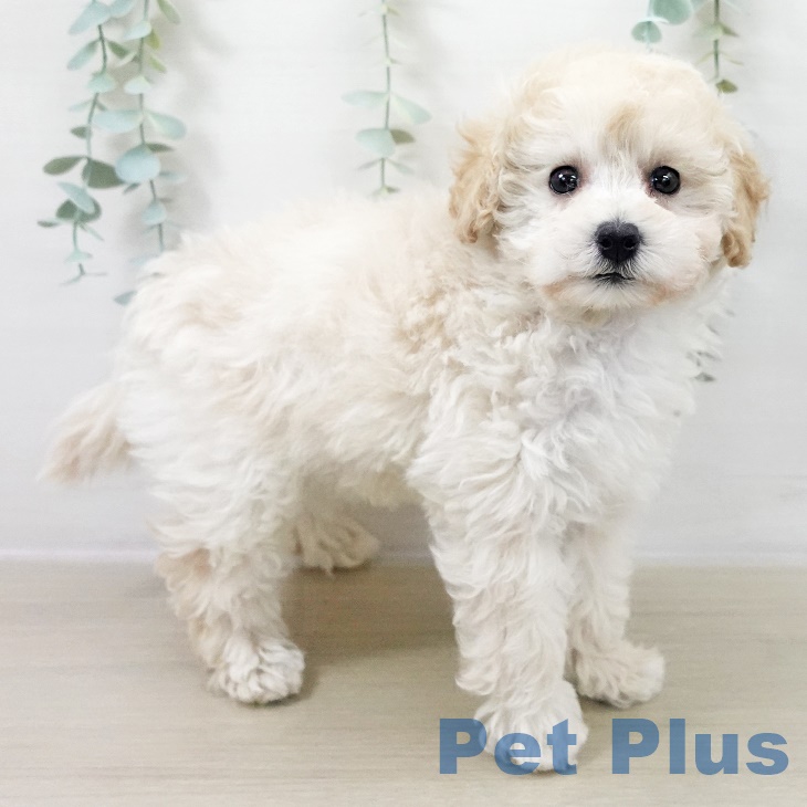 トイ・プードルの写真2