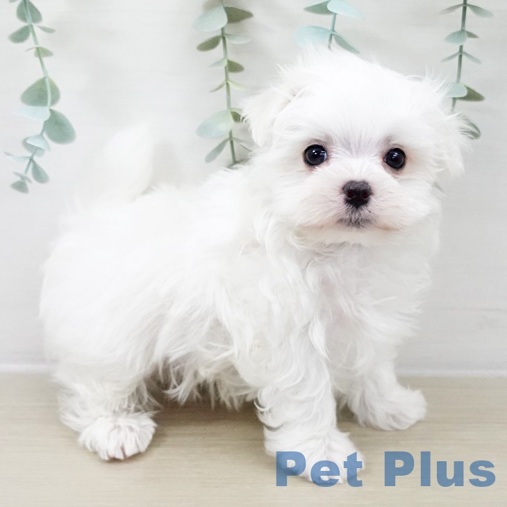 マルチーズの写真2