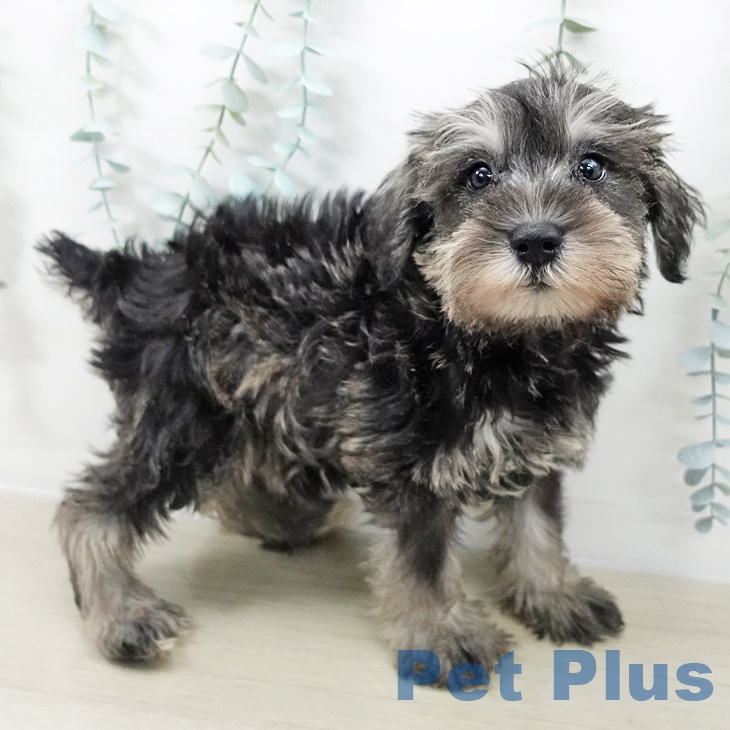 ミニチュア・シュナウザーの写真2