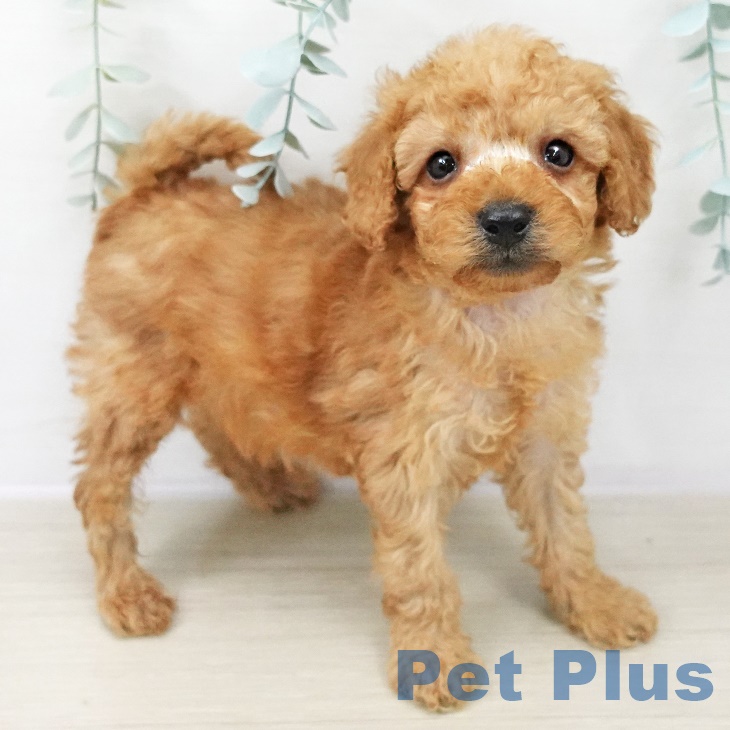 トイ・プードル