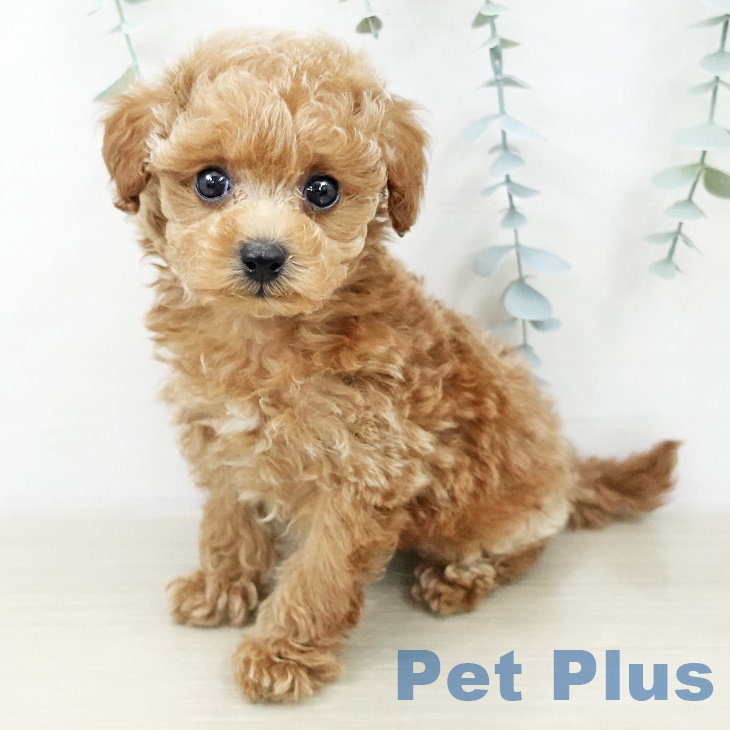 トイ・プードルの写真2