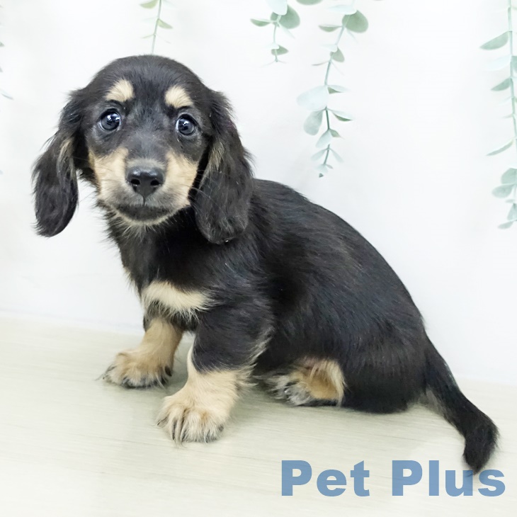 ミニチュア・ダックスフンド