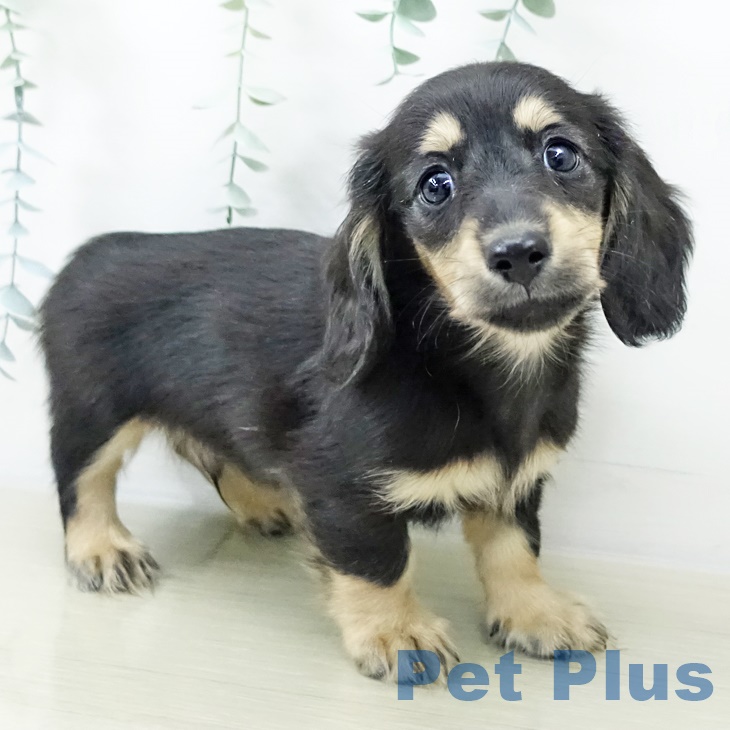 ミニチュア・ダックスフンドの写真2