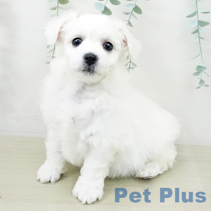 ビション・フリーゼ