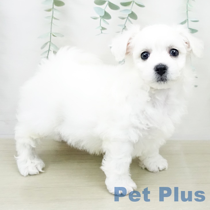 ビション・フリーゼ