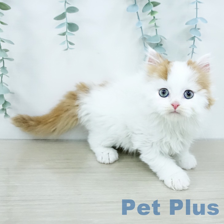 スコティッシュフォールド