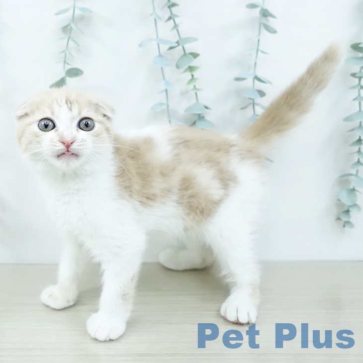 スコティッシュフォールド