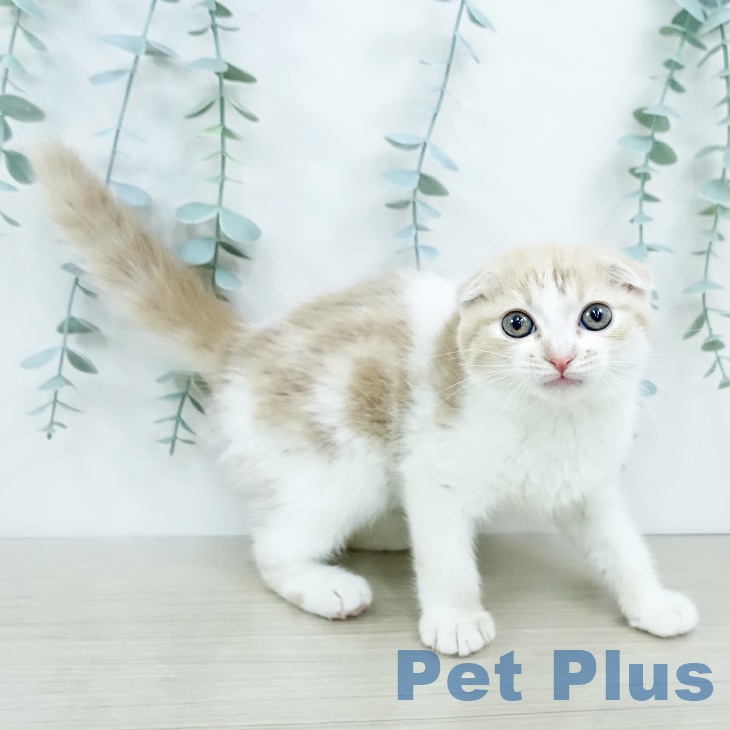 スコティッシュフォールドの写真2