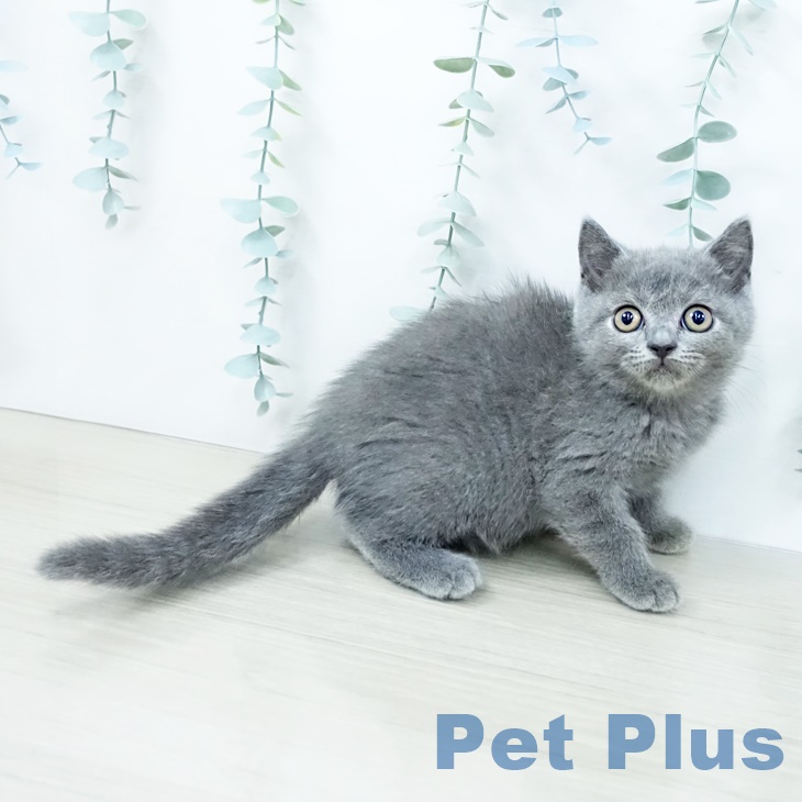 ブリティッシュショートヘア