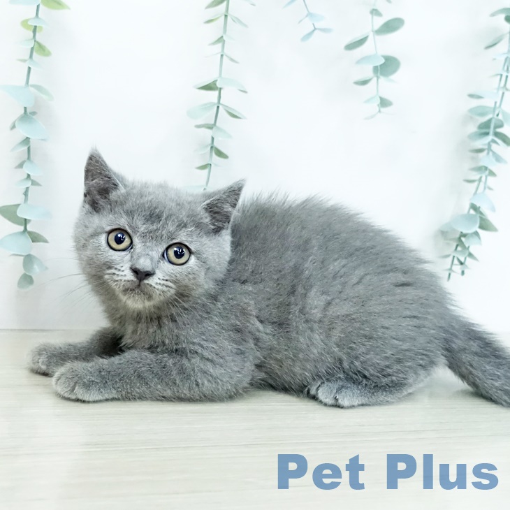 ブリティッシュショートヘアの写真2