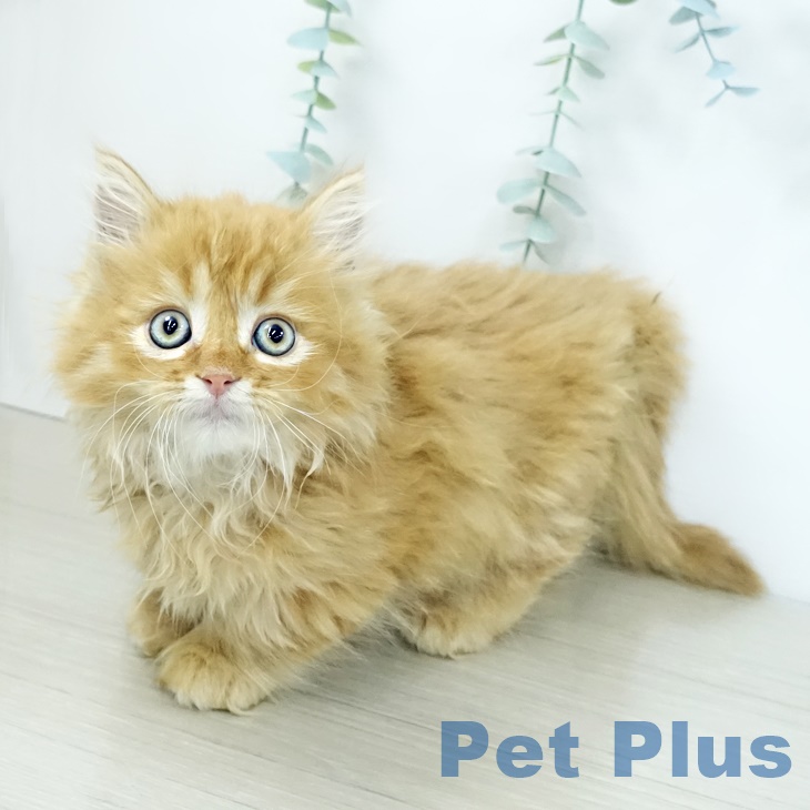 ミヌエットの写真2