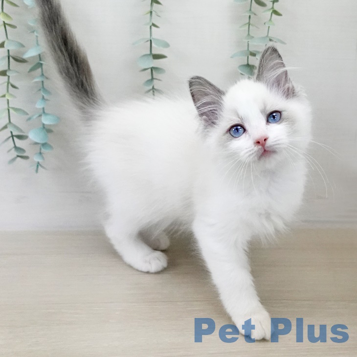 ラグドールの写真2